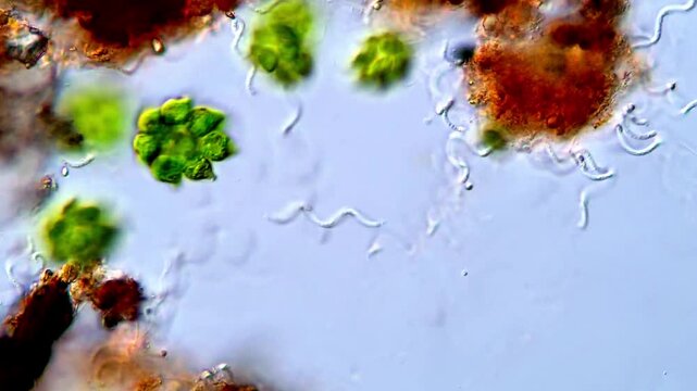 Microscopic View of Motile Gonium Algae Colony