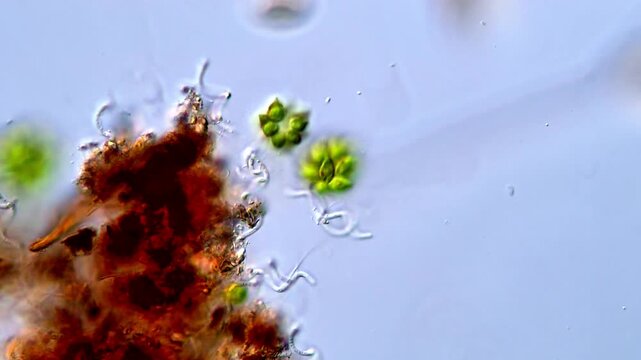 Gonium Green Algae Colony Rotating Under DIC Microscope