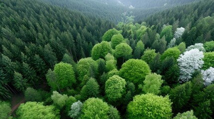 Aerial View of Dense Green Forest with Variety of Trees Natural Landscape in Daylight Eco Friendly Background Scenic Beauty and Lush Vegetation