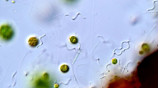 Green algae and spirochetes bacteria under microscope, High Resolution video 