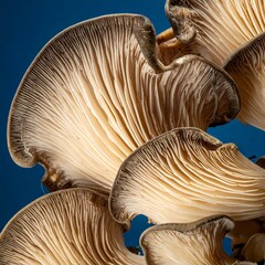 Close-up of oyster mushrooms against a blue background, showcasing their delicate texture and gill patterns