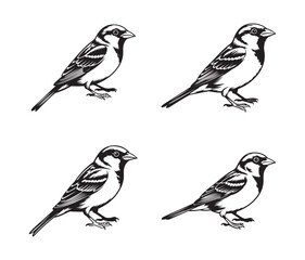 Sparrow bird illustrations, black and white vector drawing set