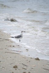 seagull on the beach