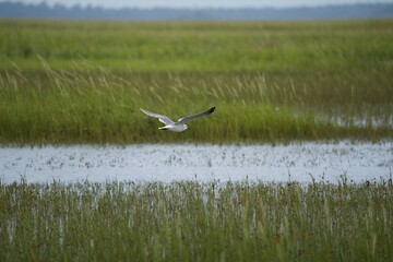 Seagull in flight