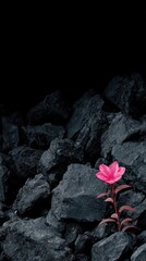A vibrant pink flower emerges from a bed of dark gray rocks, creating a striking contrast.