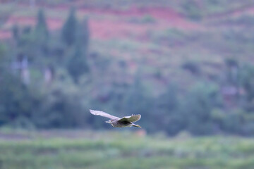 night heron in flight