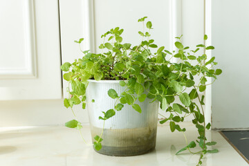 Green hydroponic mint, indoor houseplant