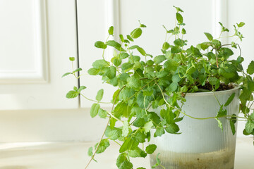 Green hydroponic mint, indoor houseplant