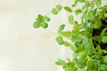 Green hydroponic mint, indoor houseplant