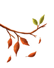 autumn leaves isolated
