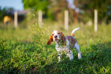 Playful Beagle Exploring a Lush Green Field Under a Warm Sunny Sky During a Peaceful Countryside Day