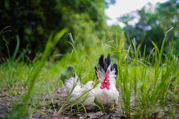 White Bantam Chickens Resting in Tall Grass on a Sunny Farm Day