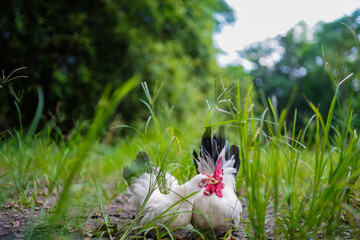 White Bantam Chickens Resting in Tall Grass on a Sunny Farm Day