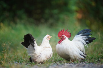 White Bantams,Rooster And Hen On Country Path, Cheerful Farmyard Scene With Chickens