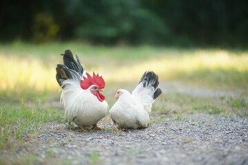 Two White Bantam Chickens with Red Comb on Gravel Path in a Sunny Field Setting