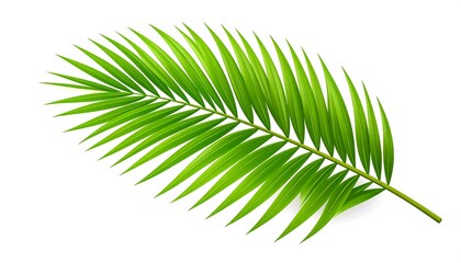 Obraz premium Single vibrant green palm frond, isolated on white