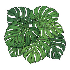 Vector Botanical Illustration of Monstera Leaves in Modern Organic Style with Green Shades