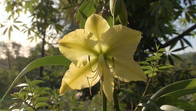 Gilded Blossom of Orchidaceae Plant Photographed in Diminished Illumination