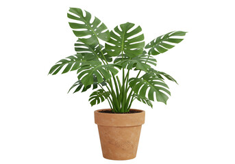 Obraz premium Lush Monstera Plant in Terracotta Pot, Adds a Tropical Touch to Indoor Spaces with its Large, Split Leaves and Natural Beauty, Isolated on a Clean White Background