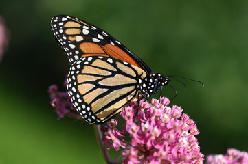 Butterfly 2022-11
Monarch butterfly (Danaus plexippus)