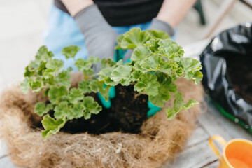 One man is planting flowers in a pot in the backyard during the day.