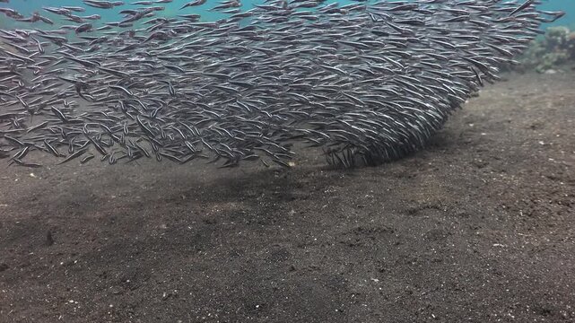 Camera shows front rows of striped eel catfish (Plotosus lineatus) feeding on the seabed, then pulls back to reveal the entire school.