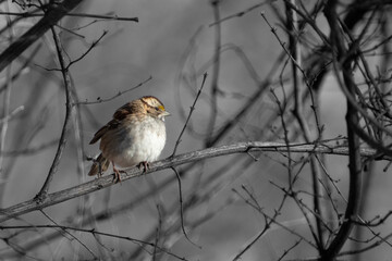 Sparrow Resting 