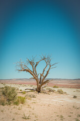 Obraz premium Utah Tree In the Salt Flats