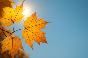 Fototapeta premium Golden autumn maple leaves glowing in warm sunbeams against a deep blue sky elegant seasonal background with copy space for banners and ads