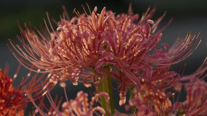 Tokyo,Japan - September 26, 2025: Closeup of pink   spider lily or Lycoris radiata 