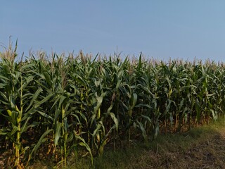 Corn fields that are still young and have green leaves