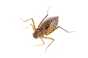 Dragonfly larvae isolated on white background.
