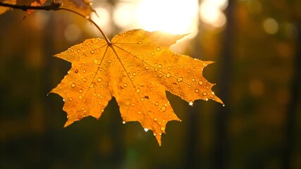 Golden maple leaf with water droplets in autumn sunlight, a symbol of the changing seasons and natural beauty - Powered by Adobe