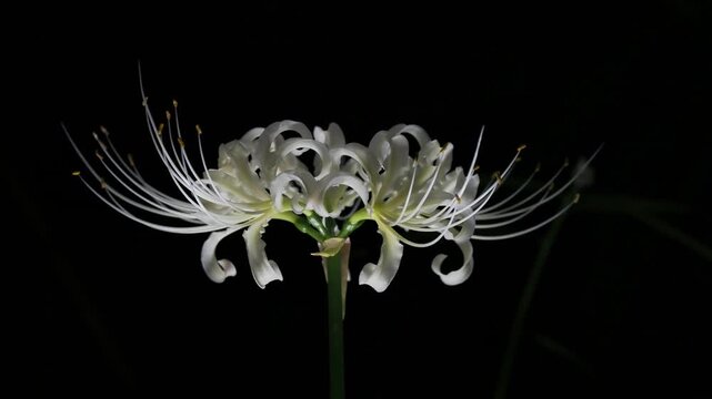 Tokyo,Japan - September 26, 2025: Closeup of white spider lily or Lycoris radiata 