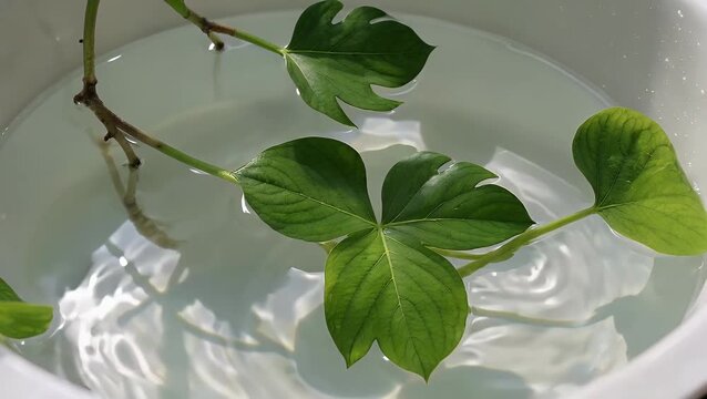 Clear and pristine alabaster water backdrop featuring foliage of monstera plant and sunshine glimmer Clear and pristine white water and green leaf monstera setting with sunlight reflection, overhead 