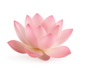 Elegant pink lotus flower isolated on white serene botanical minimal composition