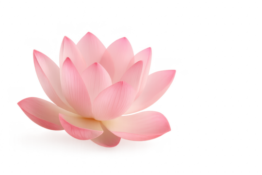 Elegant pink lotus flower isolated on white serene botanical minimal composition