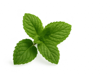 Fresh green mint leaves isolated on white aromatic herb culinary garnish