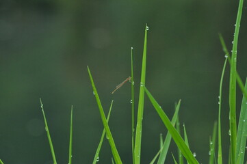 damselfly in the grass