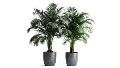 Obraz premium Two potted palm trees against a white background