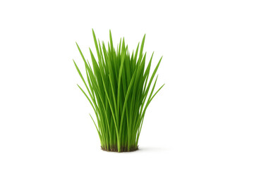 Fresh green grass tuft isolated on pure white background with crisp clipping path