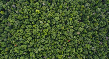 Aerial of lush green forest nature scene top-down perspective vibrant environment renewal concept