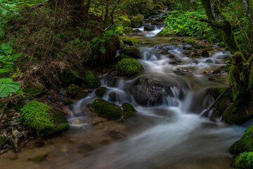 small waterfall in the forest