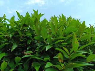 green grass and blue sky