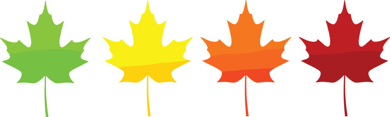 Maple leaves, seasonal transition, autumn colors, fall foliage, nature design, leaf change, green yellow orange red, botanical art, climate symbol, vector illustration