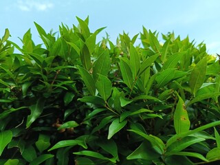 green grass and blue sky