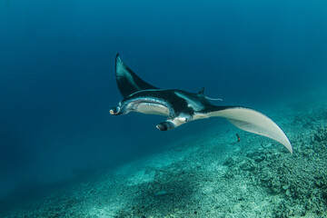 Manta ray underwater