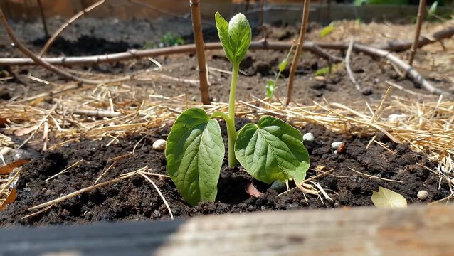 Young Sprouting Potato Plant Emerging from the Soil Demonstrating Early Stage Growth