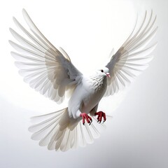 Obraz premium White dove in flight, wings outstretched against a bright background