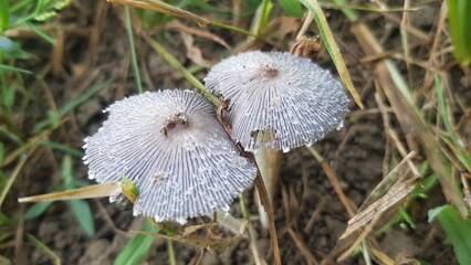 Dew-Kissed Fungi: A Macro Close-up